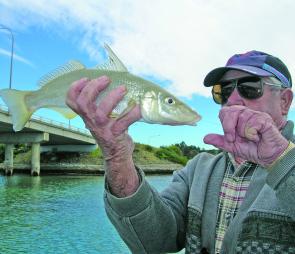The author’s father, Don, with a nice whiting taken among the schools of blackfish under the Bermagui bridge.